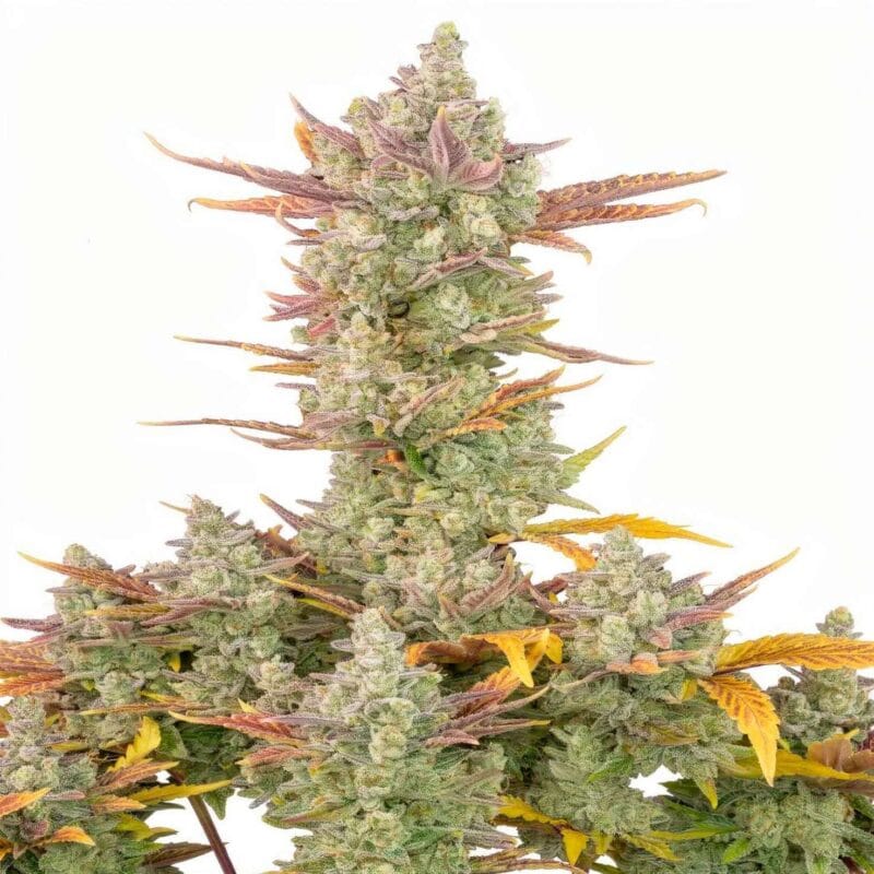gorilla-cookies-auto-auto-3-stk-420-fast-buds__ffb-a-grc-3__01.webp