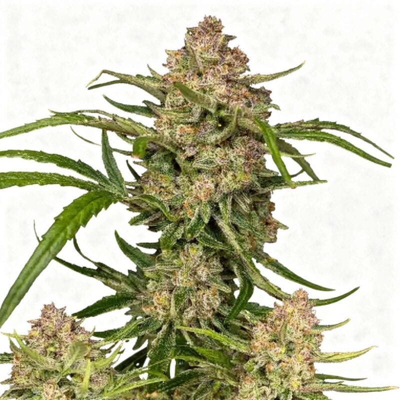 guava-auto-auto-3-stk-420-fast-buds__ffb-a-gua-3__01.webp