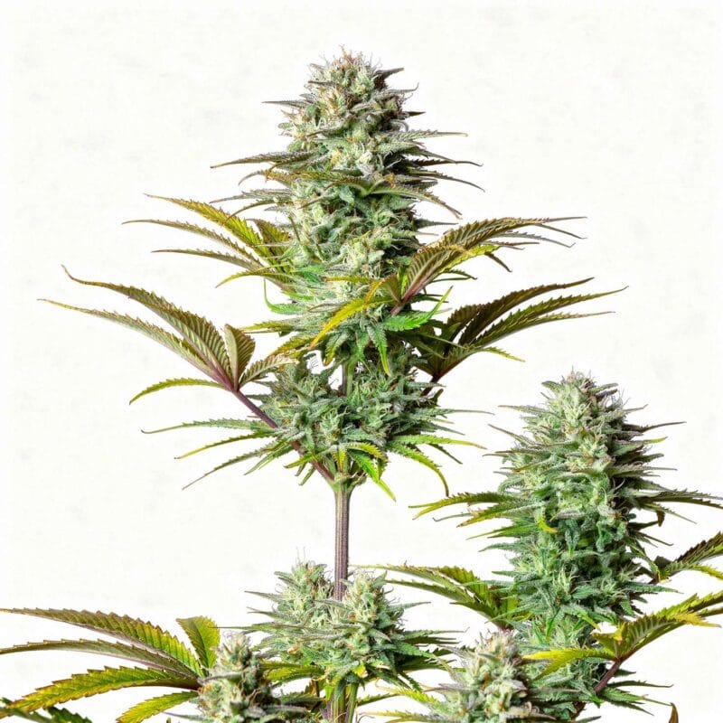 kosher-cake-auto-auto-3-stk-420-fast-buds__ffb-a-kca-3__01.webp