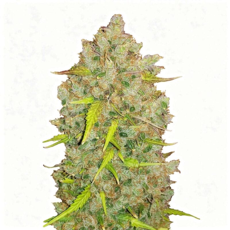 original-auto-bubblegum-auto-3-stk-420-fast-buds__ffb-a-oab-3__01.webp