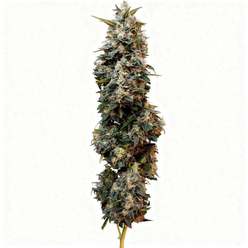 original-auto-sour-diesel-auto-3-stk-420-fast-buds__ffb-a-oas-3__01.webp