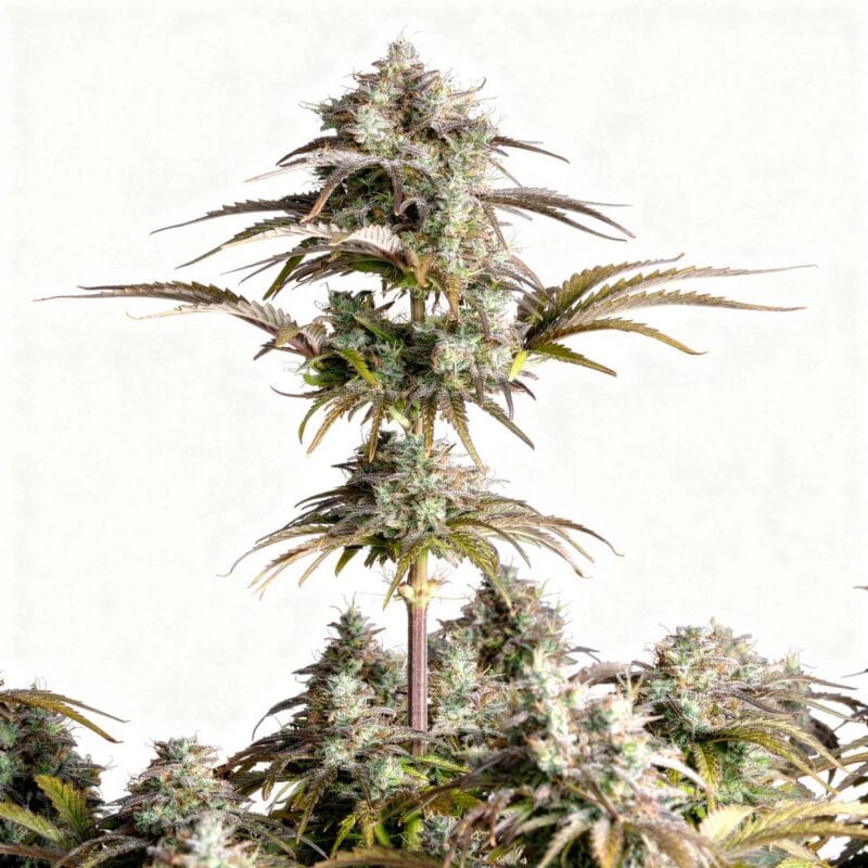 original-auto-big-bud-auto-3-stk-420-fast-buds__ffb-a-obb-3__01.webp