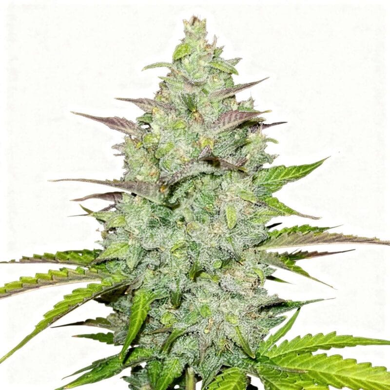original-auto-cheese-auto-3-stk-420-fast-buds__ffb-a-och-3__01.webp