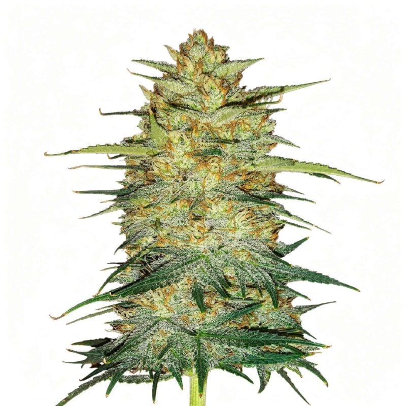 original-auto-og-kush-auto-3-stk-420-fast-buds__ffb-a-ook-3__01.webp