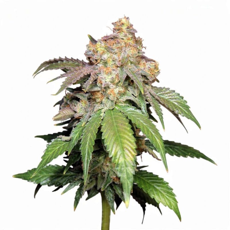 original-auto-skunk-auto-3-stk-420-fast-buds__ffb-a-osk-3__01.webp