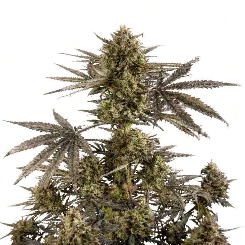 pound-cake-auto-auto-3-stk-420-fast-buds__ffb-a-pck-3__01.webp