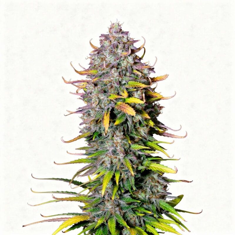 pineapple-express-auto-auto-3-stk-420-fast-buds__ffb-a-pex-3__01.webp