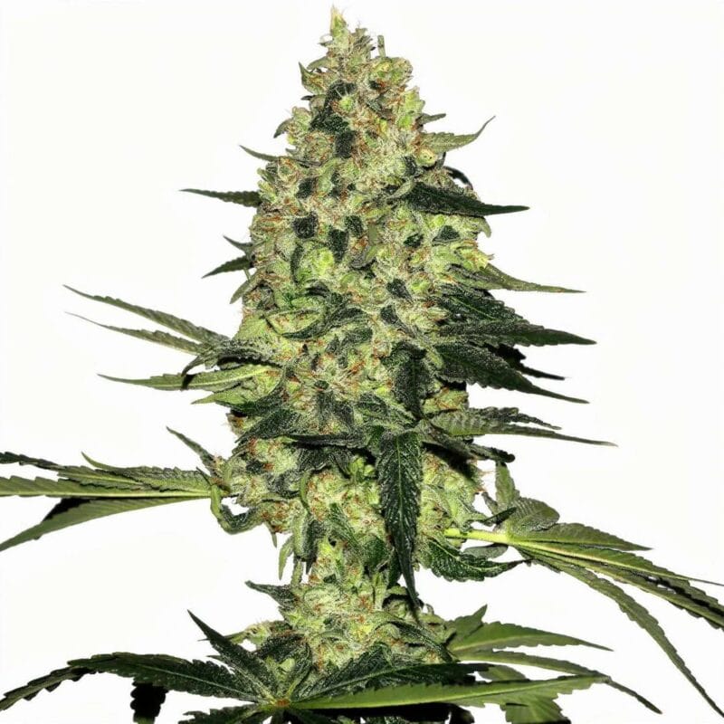rhino-ryder-auto-auto-3-stk-420-fast-buds__ffb-a-rra-3__01.webp
