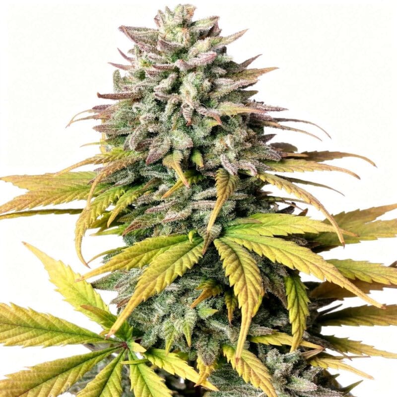 tropicana-cookies-auto-auto-3-stk-420-fast-buds__ffb-a-tca-3__01.webp