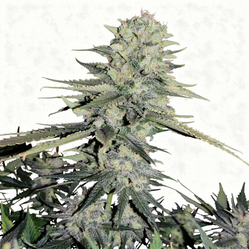 Wedding Cheesecake FF – auto – 3 Stk. – 420 Fast Buds wedding-cheesecake-ff-auto-3-stk-420-fast-buds__ffb-a-wcf-3__01.webp
