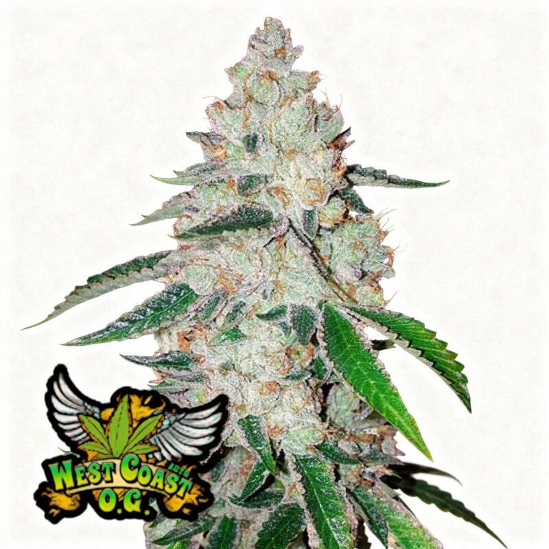 West Coast O.G. Auto – auto – 3 Stk. – 420 Fast Buds west-coast-o-g-auto-auto-3-stk-420-fast-buds__ffb-a-wco1-3__01.webp