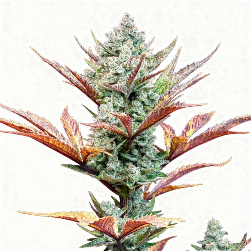 Wedding Glue Auto – auto – 3 Stk. – 420 Fast Buds wedding-glue-auto-auto-3-stk-420-fast-buds__ffb-a-wgl-3__01.webp