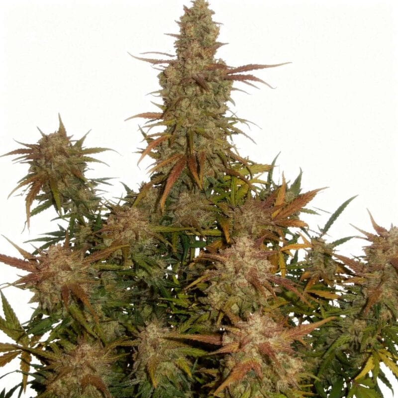 lemon-ak-auto-fem-3-stk-420-fast-buds__ffb-f-laa-3__01.webp