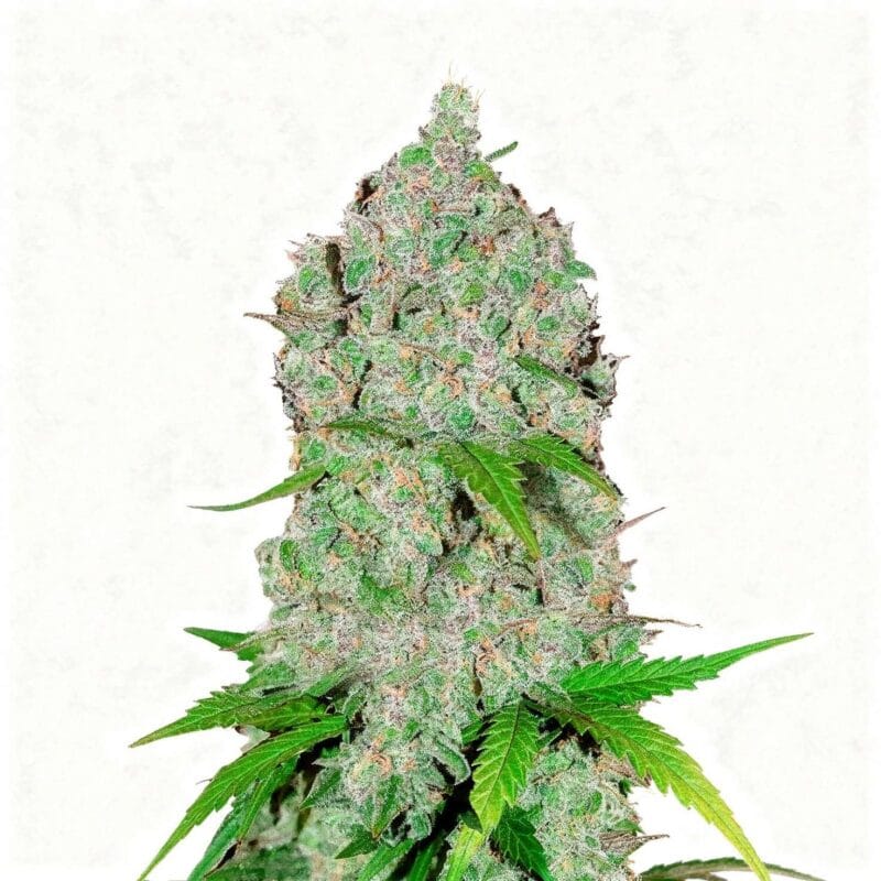 orange-sherbet-auto-fem-3-stk-420-fast-buds__ffb-f-ors-3__01.webp