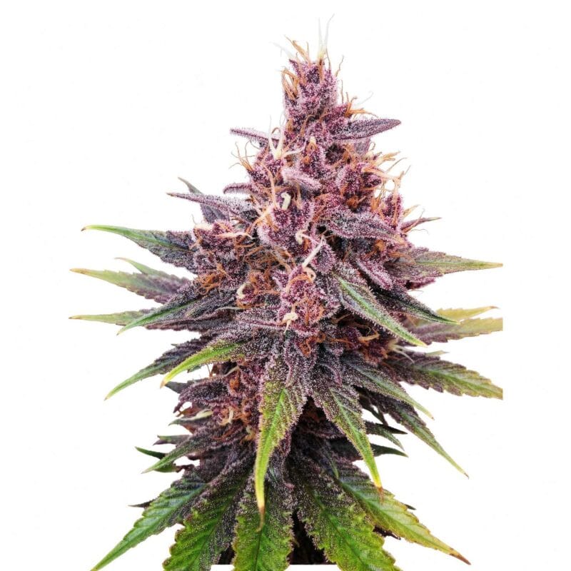 purple-lemonade-ff-fem-3-stk-420-fast-buds__ffb-f-plf-3__01.webp