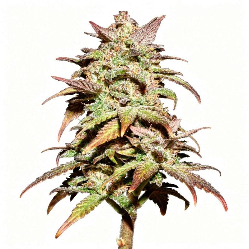 smoothie-auto-fem-3-stk-420-fast-buds__ffb-f-smt-3__01.webp
