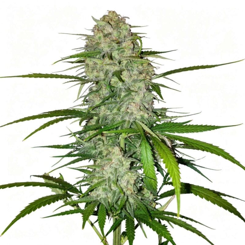 stardawg-auto-fem-3-stk-420-fast-buds__ffb-f-sta-3__01.webp