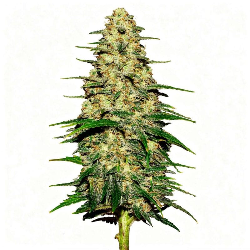 Wedding Cheesecake Auto – fem. – 3 Stk. – 420 Fast Buds wedding-cheesecake-auto-fem-3-stk-420-fast-buds__ffb-f-wcc-3__01.webp
