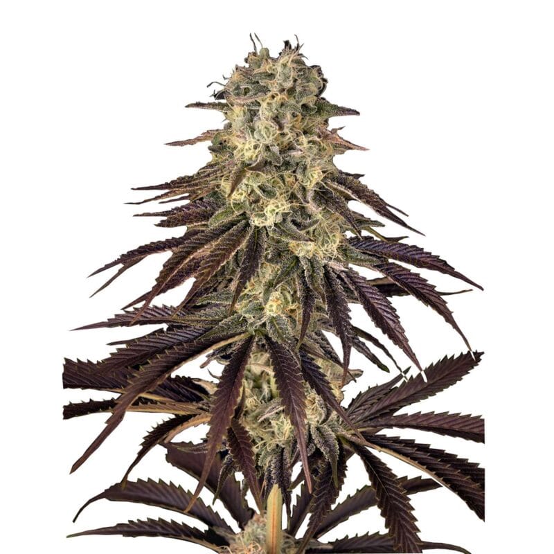 kong-s-krush-fem-1-stk-green-house-seeds__ghs-f-kok-1__01.webp