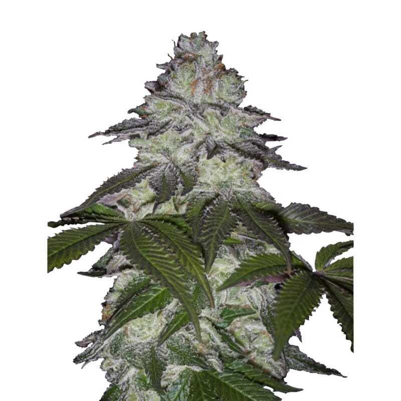 milky-dreams-fem-3-stk-green-house-seeds__ghs-f-mid-3__01.webp