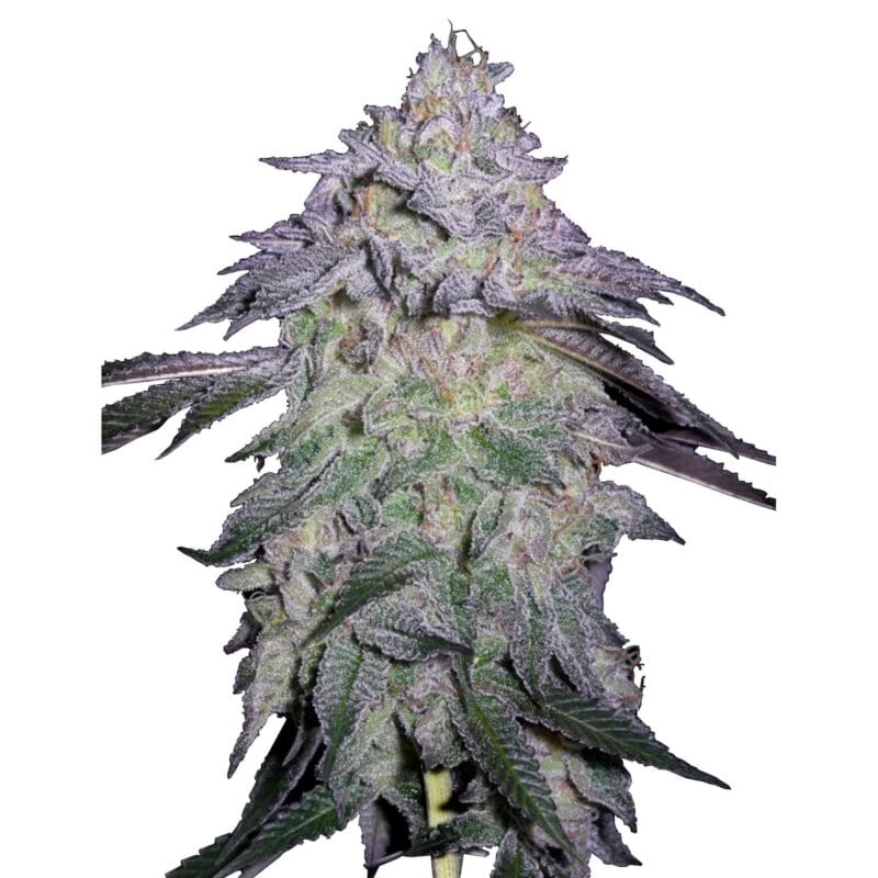 nori-cake-fem-3-stk-green-house-seeds__ghs-f-noc-3__01.webp