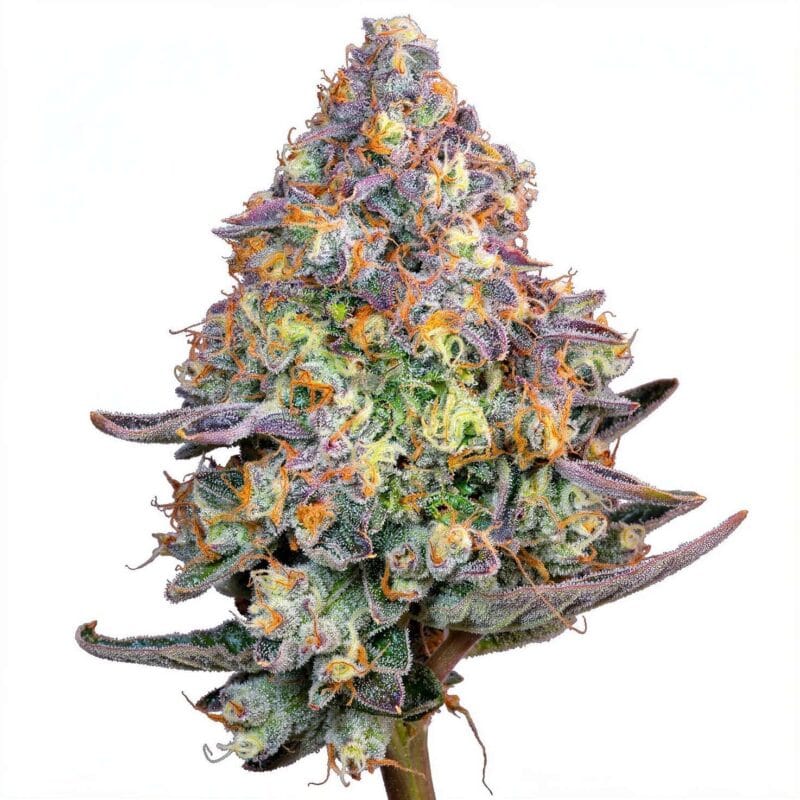 blue-zlime-fem-7-stk-grounded-genetics__grg-f-bzl-7__01.webp