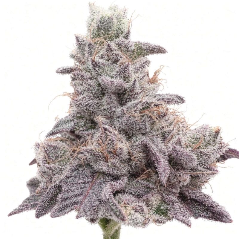 pink-honey-fem-10-stk-grounded-genetics__grg-f-phn-10__01.webp