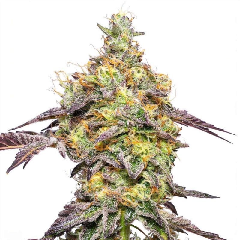 plumz-fem-7-stk-grounded-genetics__grg-f-plz-7__01.webp