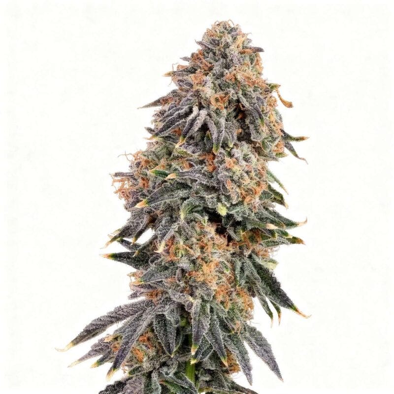 rainbow-fuel-fem-10-stk-grounded-genetics__grg-f-rbf-10__01.webp