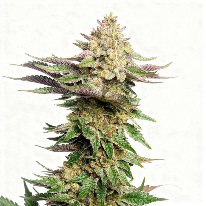 strawberry-gummys-fem-7-stk-grounded-genetics__grg-f-sgm-7__01.webp