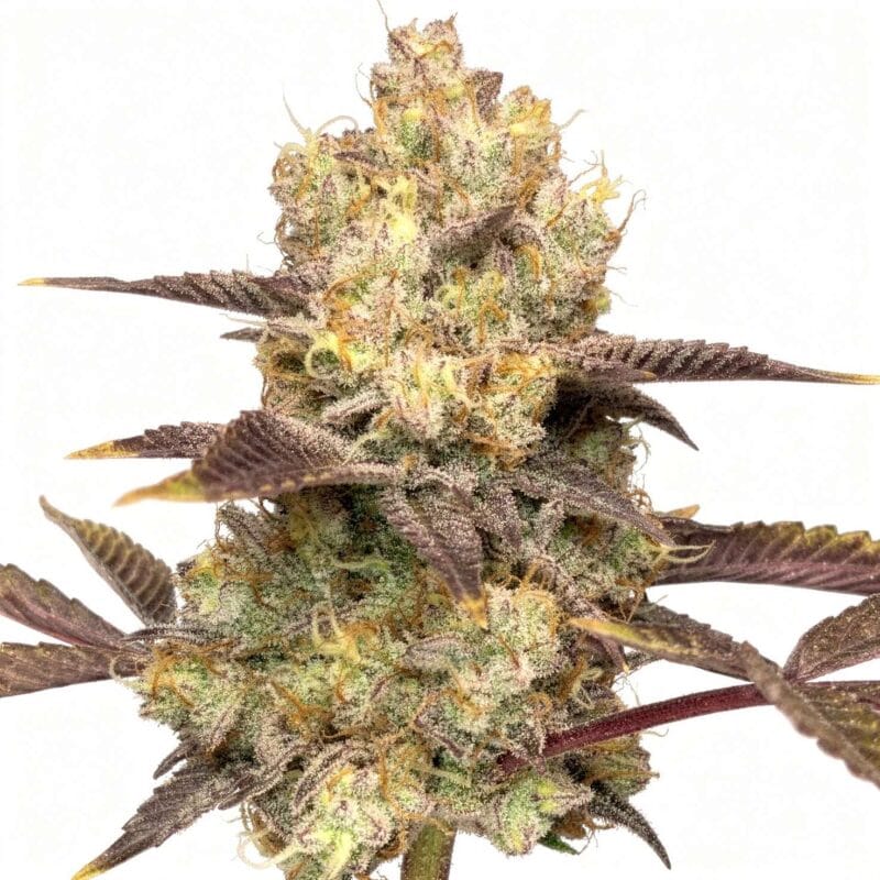 Vitamin Z – fem. – 10 Stk. – Grounded Genetics vitamin-z-fem-10-stk-grounded-genetics__grg-f-vtz-10__01.webp