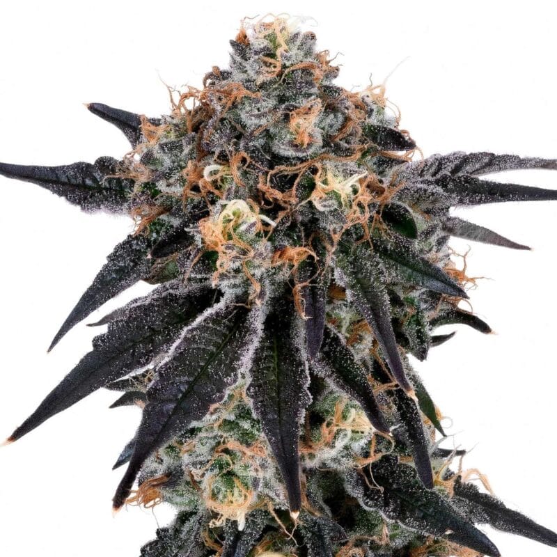 Y-Tikiz – fem. – 3 Stk. – Grounded Genetics y-tikiz-fem-3-stk-grounded-genetics__grg-f-ytk-3__01.webp