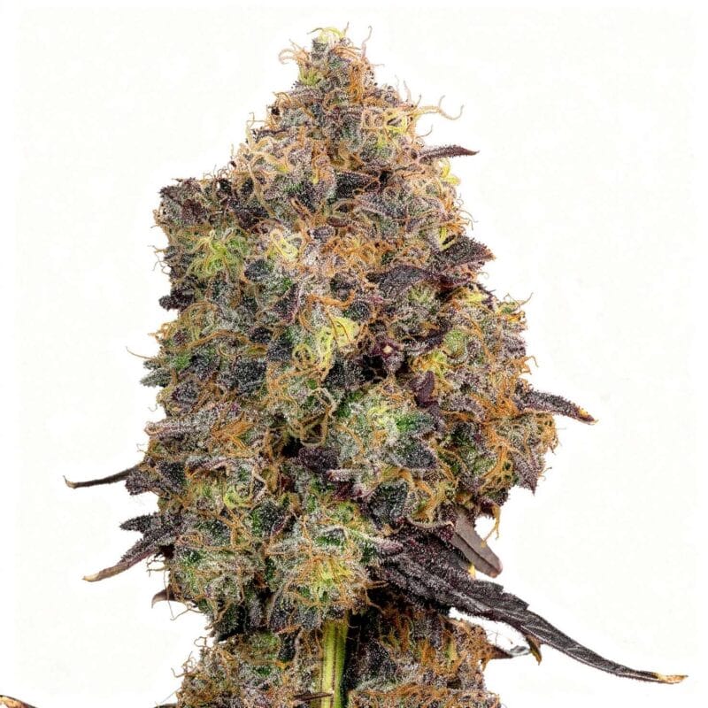 zkunk-fem-10-stk-grounded-genetics__grg-f-zkn-10__01.webp