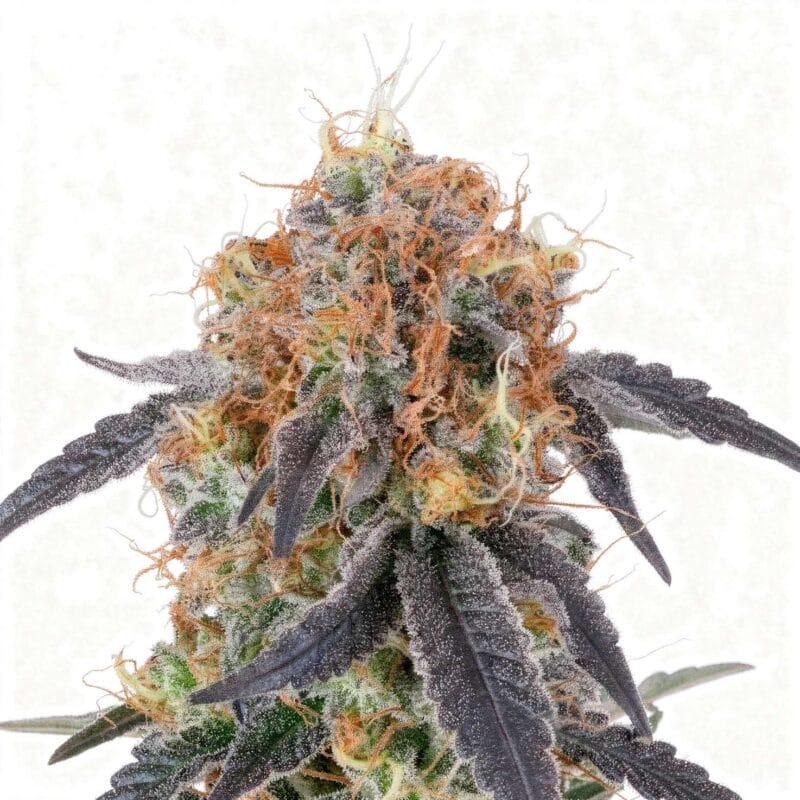 zilk-road-fem-7-stk-grounded-genetics__grg-f-zlr-7__01.webp
