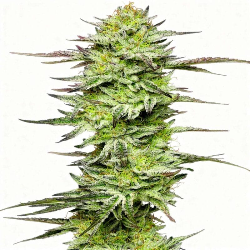 amnesia-jelly-auto-3stk-sensi-seeds__sen-a-aja-3__01.webp