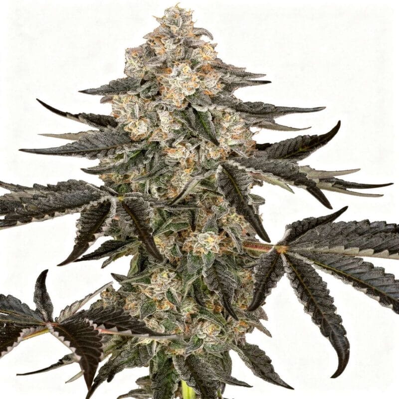 sauvignon-blanc-auto-3stk-sensi-seeds__sen-a-sba-3__01.webp
