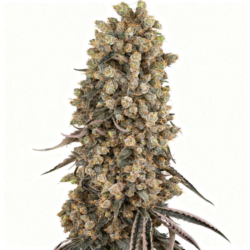 atomic-blue-dream-3stk-sensi-seeds__sen-f-abd-3__01.webp