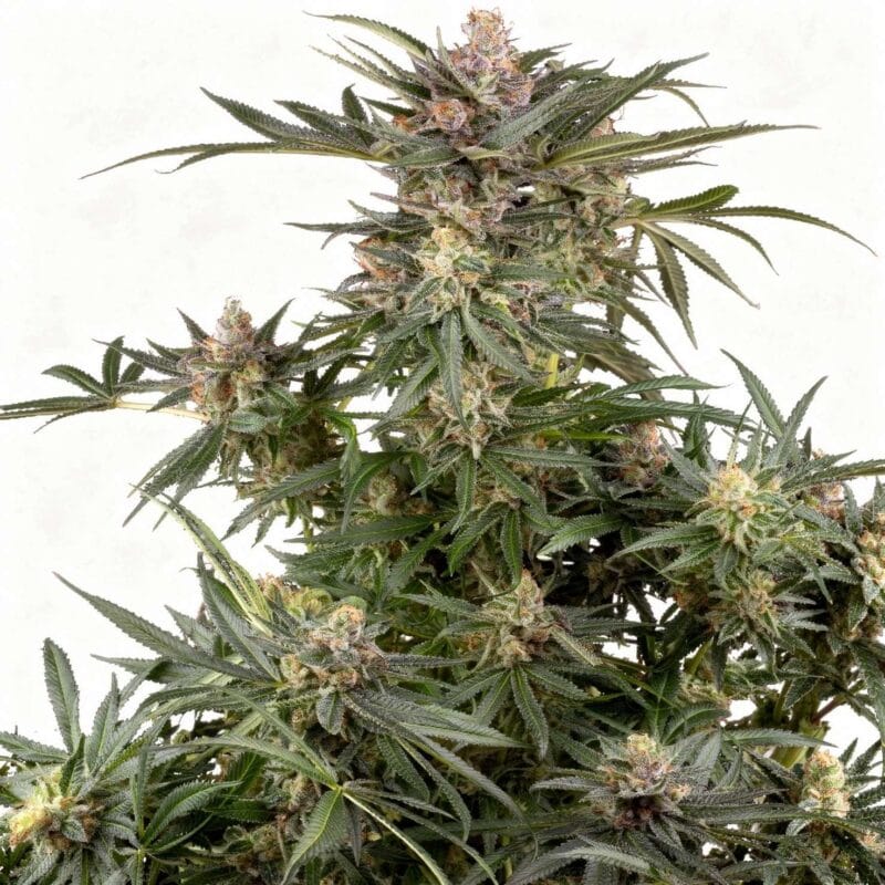 dosimosa-3stk-sensi-seeds__sen-f-dos-3__01.webp