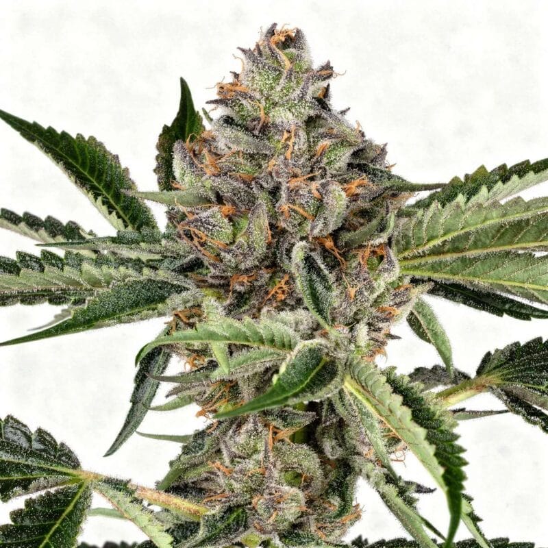 papaya-jealousy-3stk-sensi-seeds__sen-f-pj-3__01.webp