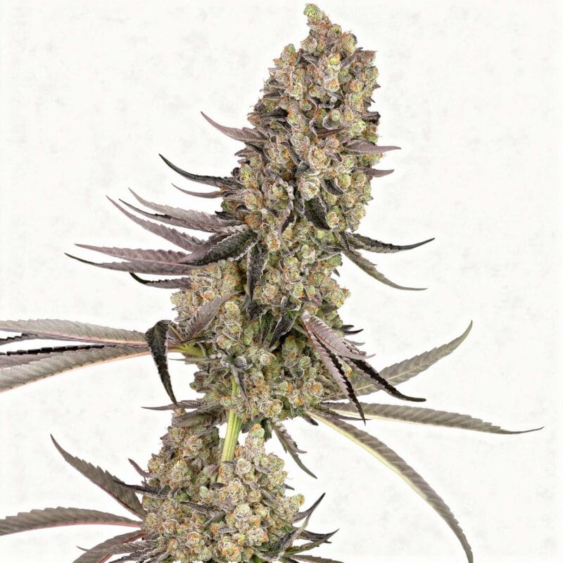 Vlad the Inhaler, 3Stk, Sensi Seeds (White Label) vlad-the-inhaler-3stk-sensi-seeds-white-label__sen-f-vi-3__01.webp