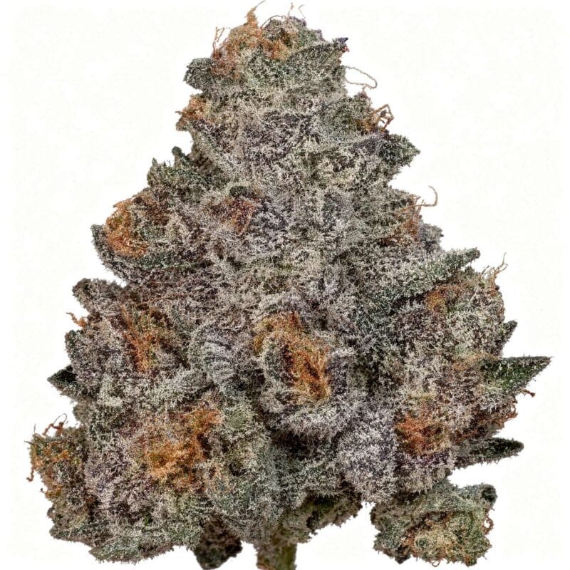 big-ben-fem-3-stk-wizard-trees__wiz-f-bbe-3__01.webp