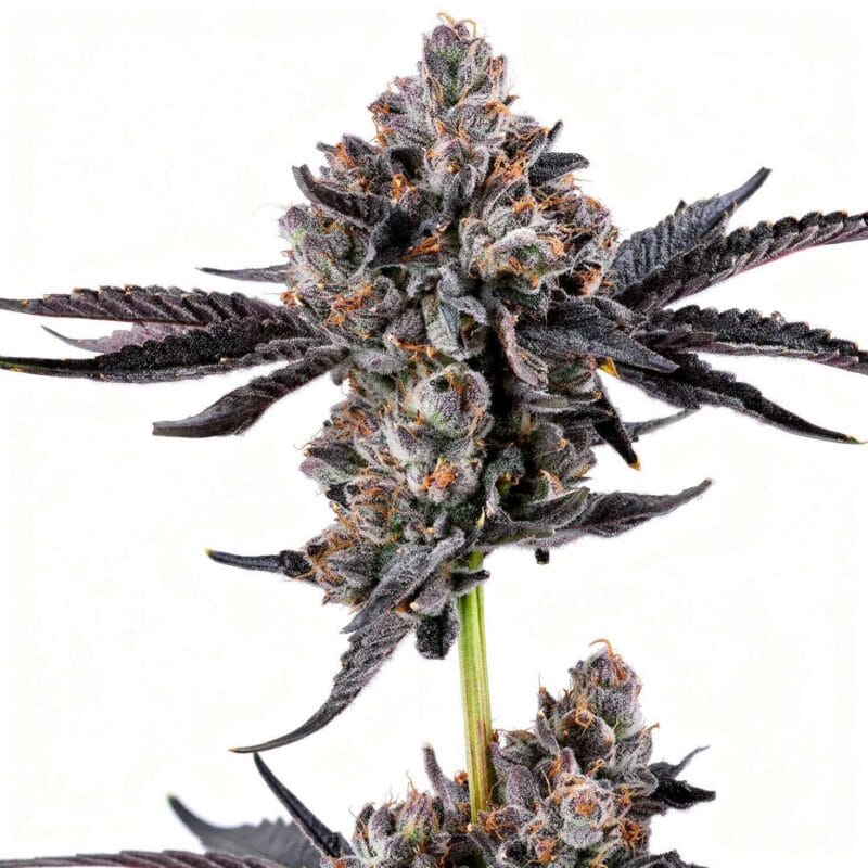 broadway-runtz-fem-6-stk-wizard-trees__wiz-f-brr-6__01.webp