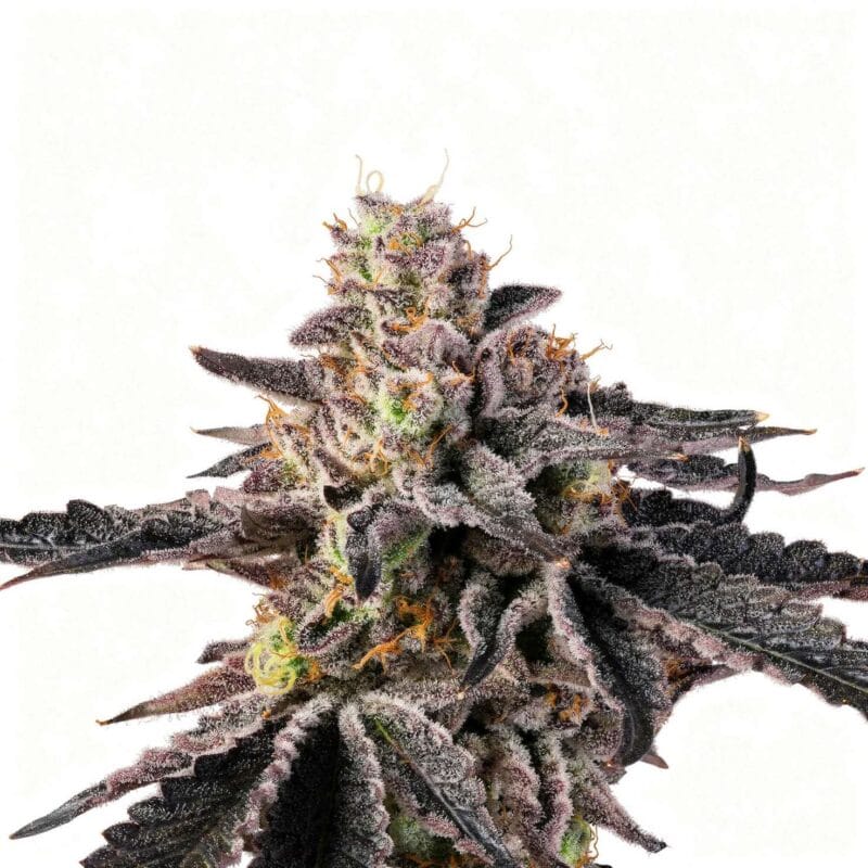 bow-shooter-fem-6-stk-wizard-trees__wiz-f-bws-6__01.webp