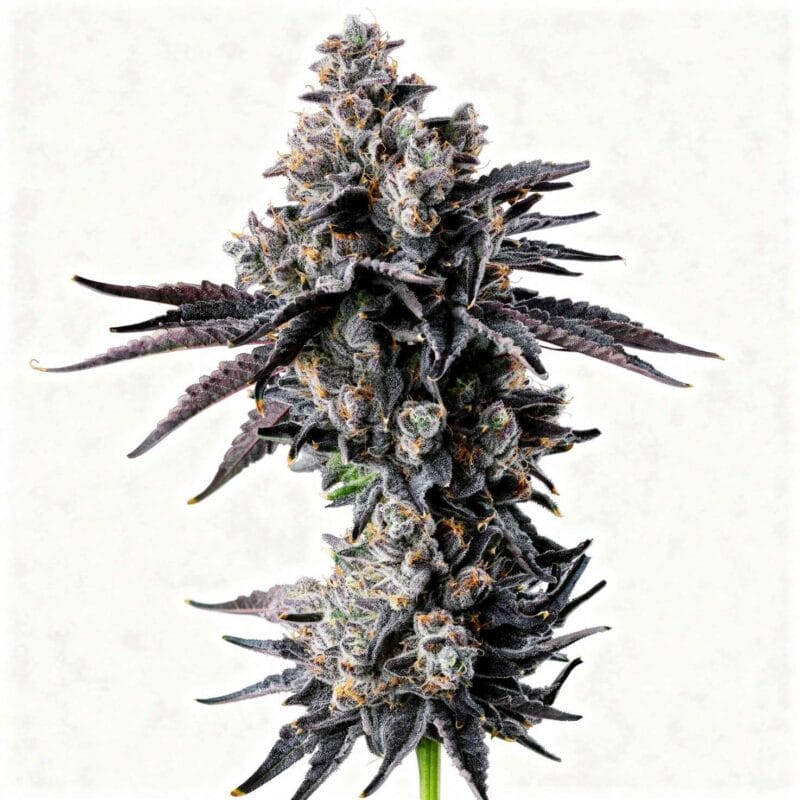 empire-54-fem-6-stk-wizard-trees__wiz-f-em5-6__01.webp