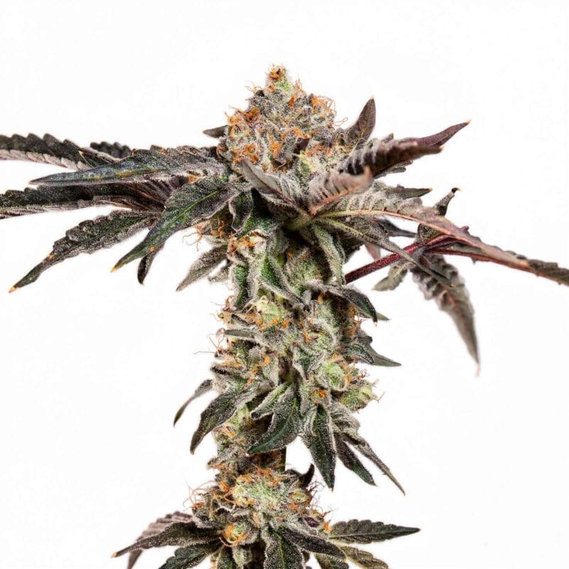 fine-print-fem-3-stk-wizard-trees__wiz-f-fip-3__01.webp