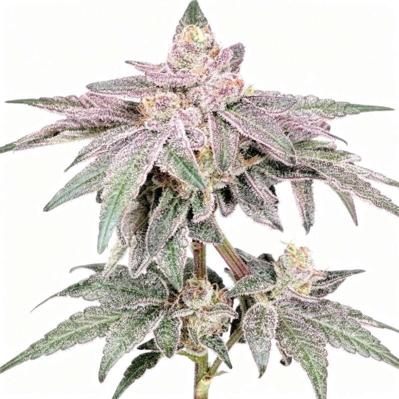 fiestaz-fem-6-stk-wizard-trees__wiz-f-fst-6__01.webp