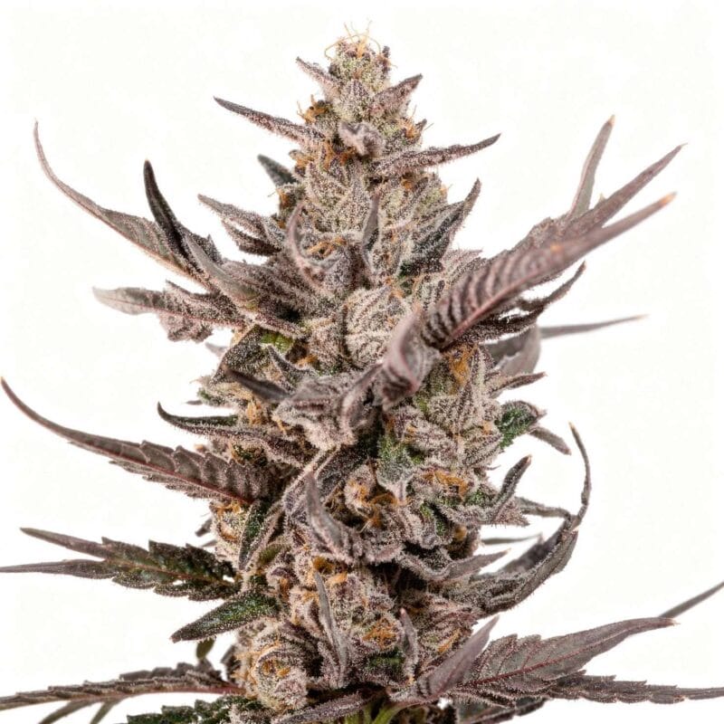 knightcap-fem-3-stk-wizard-trees__wiz-f-knc-3__01.webp