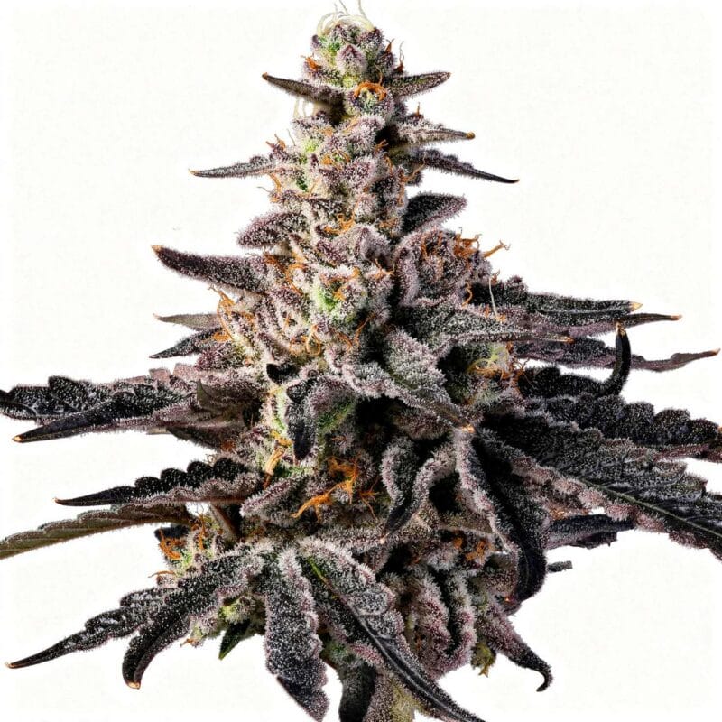 rainbow-gelato-fem-3-stk-wizard-trees__wiz-f-rag-3__01.webp