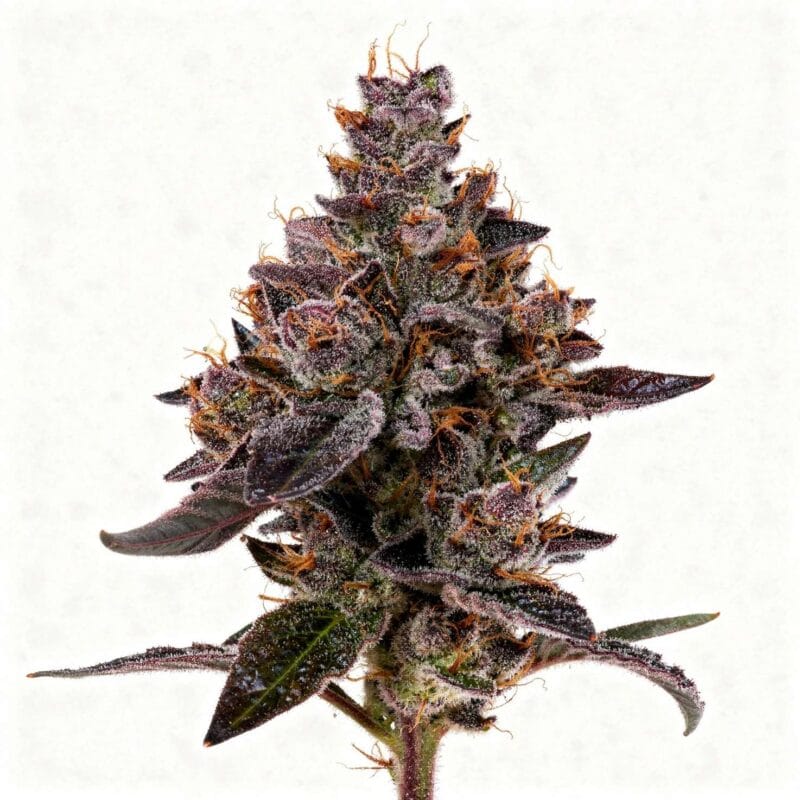 sherbzooka-fem-3-stk-wizard-trees__wiz-f-shr-3__01.webp