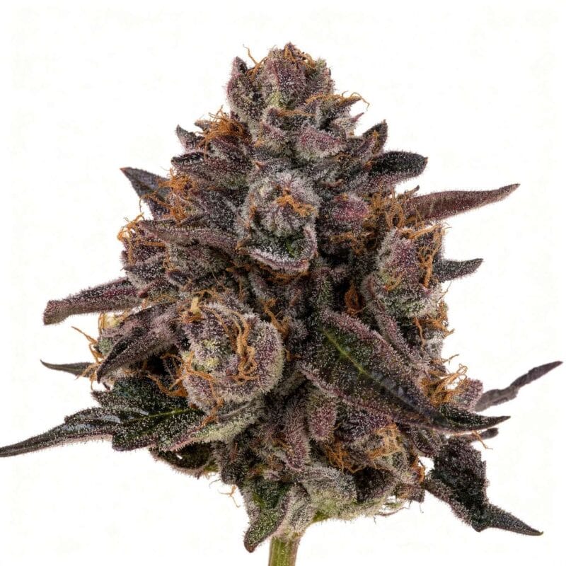 tax-bracket-fem-6-stk-wizard-trees__wiz-f-tab-6__01.webp